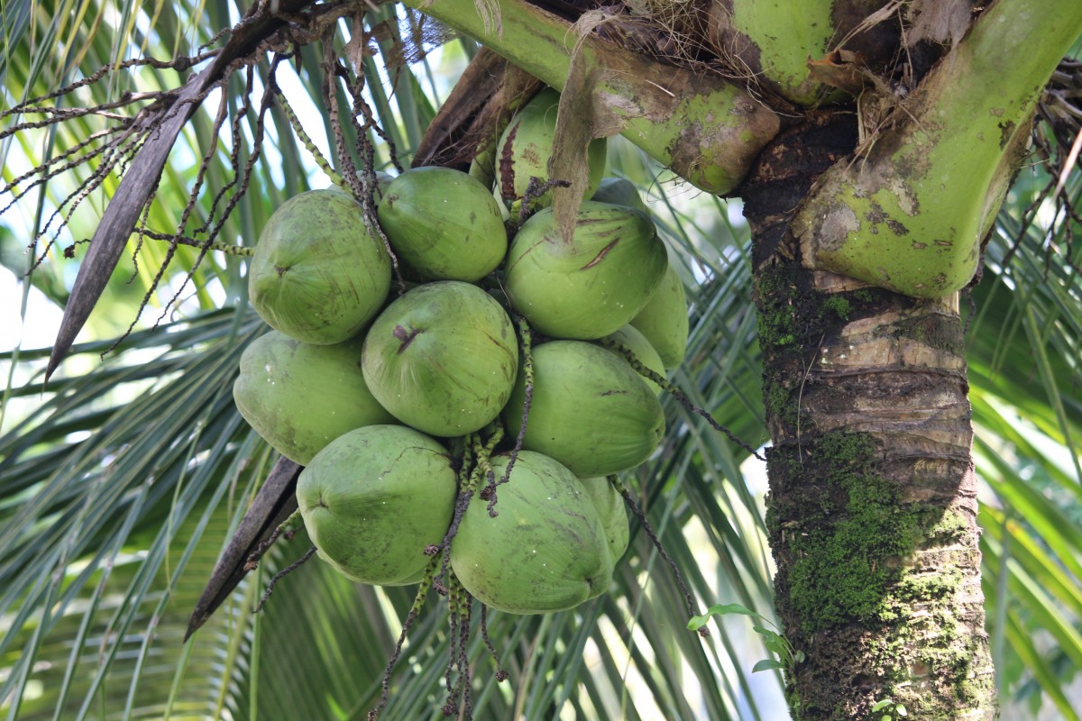 Cocos nucifera L.